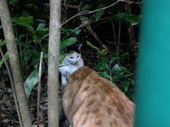 -御宝贝·A梦猫科宠物医院(国际猫友好医院)