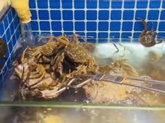 水产区-鼎级香· 火锅烤肉自助丨涮烤一体(蜀山唯品会店)