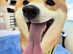 -美联众合动物医院·24h京西诊疗中心