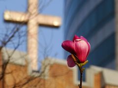 西藏中路上的玉兰-沐恩堂