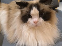 -滚猫咖啡·猫咖·猫友好撸猫(未来城店)