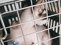 -艾贝尔宠物医院·24H转诊中心·肿瘤猫专科(江宁双龙店)