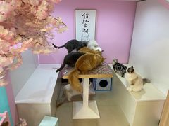 -70cat德文卷毛猫·缅因猫纯种猫舍