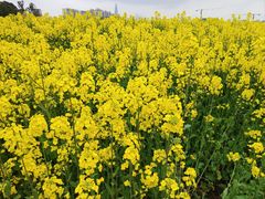 -三圣花乡旅游区