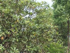 -塘栖枇杷特色园区