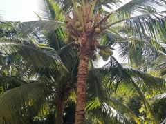 -白云中餐厅·粤菜·亚龙湾喜来登度假酒店