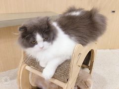 -飞行喵MR PILOT|猫舍·猫咖(静安大融城店)
