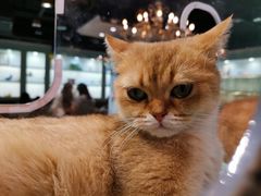 -猫小院猫主题餐厅(三里屯店)