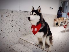 -Husky Go!哈士奇体验馆·宠物咖啡厅狗咖