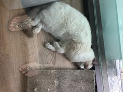 -派联宠物医院·24h·CT·异宠