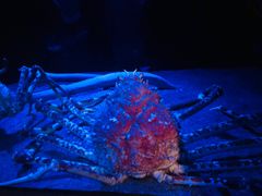 -鹿儿岛水族馆