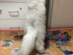 -猫大福·Fortune Cat猫舍(百子湾店)