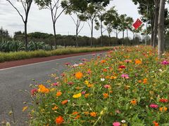 -上海长兴岛郊野公园