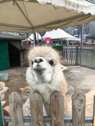 点击看大图 -萌宠亲子动物乐园(槐房万达店)