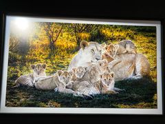 -罗红摄影艺术馆