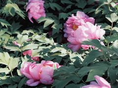 -莲花池公园