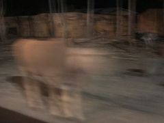 -清迈夜间动物园