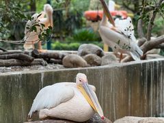 -灵玲国际马戏城