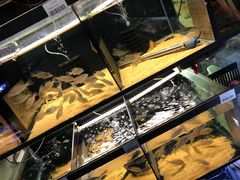 -中环花鸟鱼虫市场