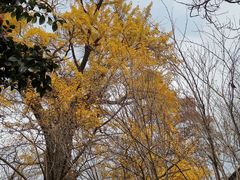 -青岛崂山太清宫