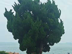 -小麦岛公园