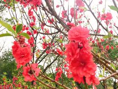 -南国桃园旅游度假区