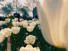 -廊坊文化艺术中心