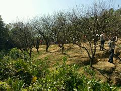 -南国桃园旅游度假区