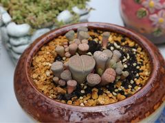 -金陵花卉交易市场