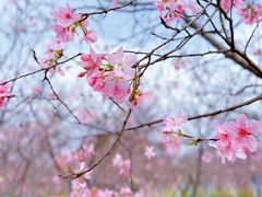 -天适樱花悠乐园