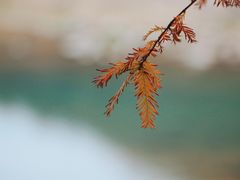 -小芝红树林