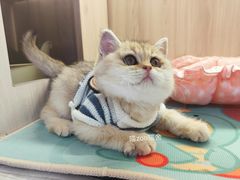 -喵zoo家庭繁育猫舍(尖东智能花园店)