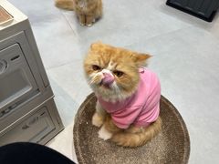 -楼上猫咖(罗湖店)