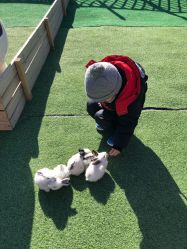 -萌宠亲子动物乐园(槐房万达店)