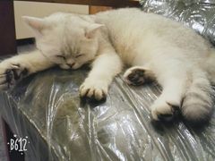 -猫色咖啡·猫咖