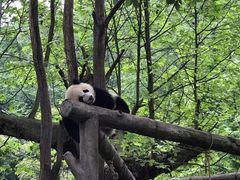 -都江堰中华大熊猫苑