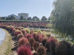 -春花秋色城市公园