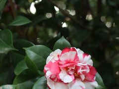 -中国科学院华南植物园