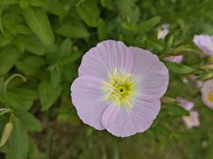 -九里河湿地公园