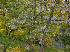 -上海共青森林公园