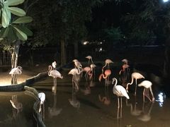 -清迈夜间动物园