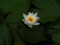 -白鹭湾湿地公园