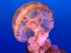 -太平洋海底世界