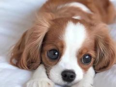 -萌宠之家·腊肠犬·马尔泰·小体犬舍