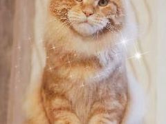-70cat德文卷毛猫·缅因猫纯种猫舍