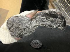 -瑞派·关忠动物医院·异宠专科·犬猫肿瘤·皮肤专科(望京店)