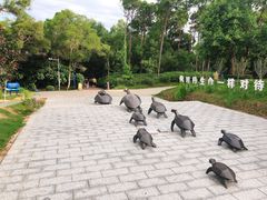 -广东惠东海龟国家级自然保护区