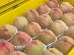 -老袁家蜜桃农场·阳山水蜜桃