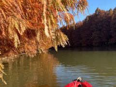 -上海海湾国家森林公园