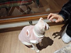 -有猫主题·治愈系猫咖(曾厝垵店)